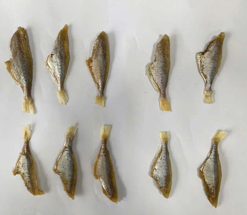 წითელი დიდი თვალის სვირა